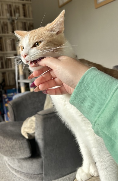 Is he trying to trim my nails like he does with his own?