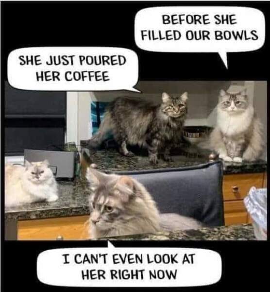 Thread 7 Starmer : Cats and Conferences