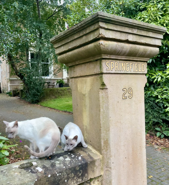 Thread 8 Starmer : Cat fur on new clothes