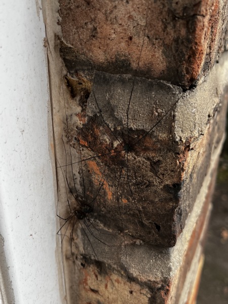 What in the holy bugger are these spiders? (Photo)