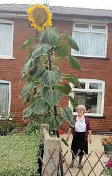 Archers thread #173: The Fall of the House of Grundy? Discuss The Archers here.