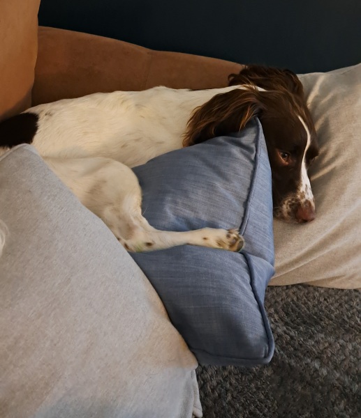 A photo of your dog right now