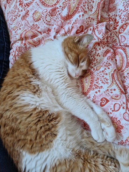 Setting up room for rescue cat