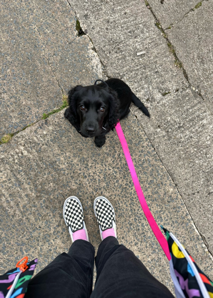 Puppy Survival Thread for New & Old Pups - Soon be Autumn 2024