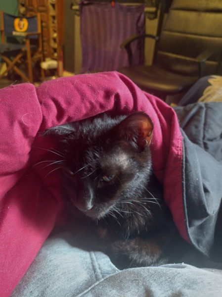 Passports, buckets and spades - the Excellent Cats go on their holidays