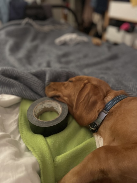 Puppy Survival Thread for New & Old Pups - Soon be Autumn 2024