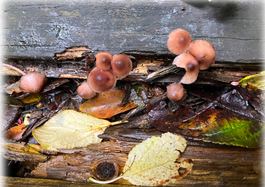 The Autumnal Christmas Chronicles Preamble thread