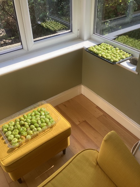 Spring has sprung...let's Countdown to Christmas 2024 (Thread 2)