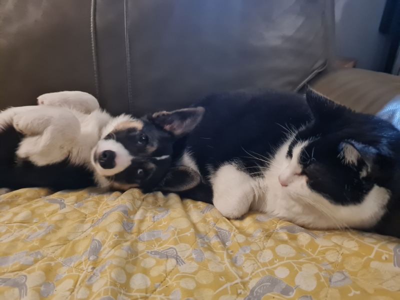 Making the jump into dog ownership
