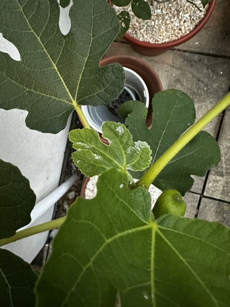 What is on my leaf?