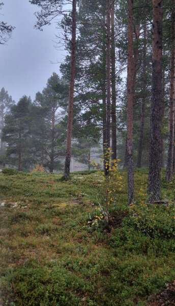 The Autumnal Christmas Chronicles Preamble thread