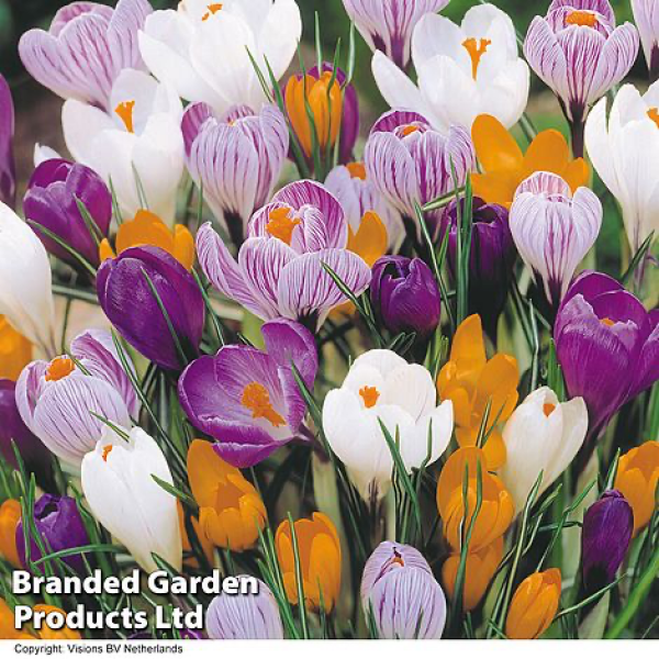 Autumn - Gardening Jobs to do this Season (Sep, Oct, Nov)