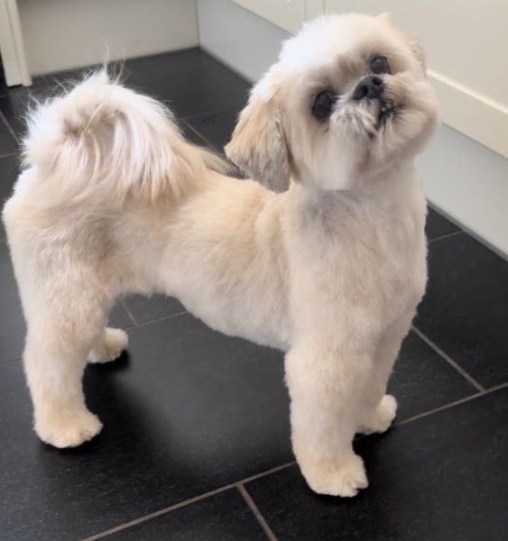 Lhasa or shih tzu?