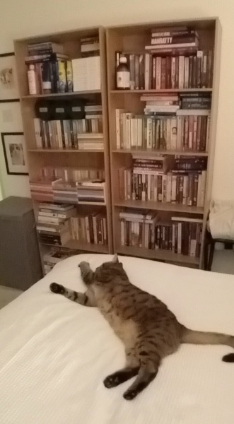 Flounders or Flouncers? The Excellent Cats continue their important debate