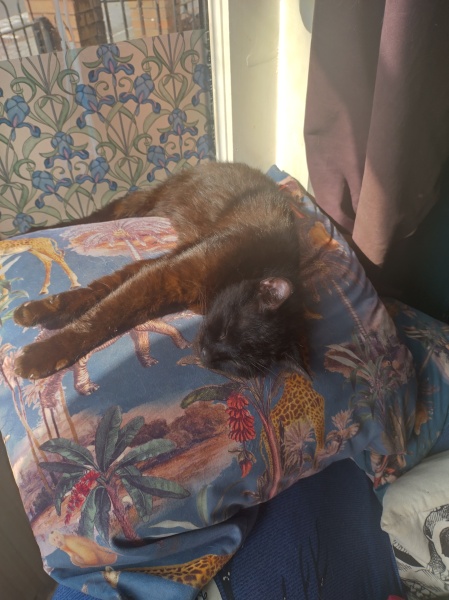 Passports, buckets and spades - the Excellent Cats go on their holidays