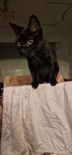 Thread 7 Starmer : Cats and Conferences