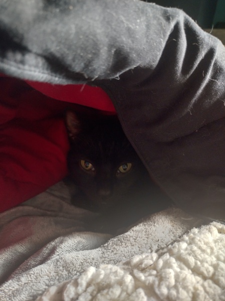 Passports, buckets and spades - the Excellent Cats go on their holidays