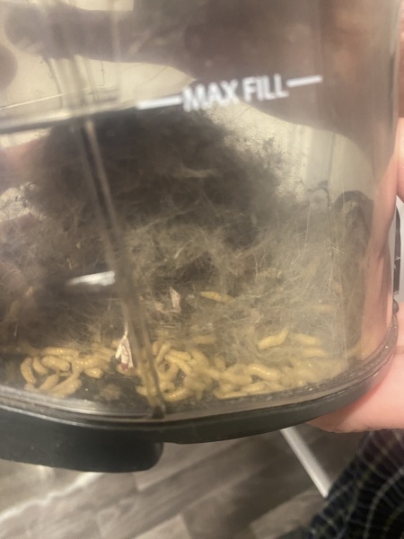 What the fuck?!!! Maggots