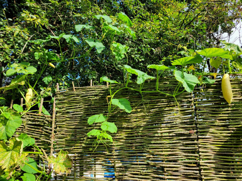 The Vegetable Patch 2024/2025
