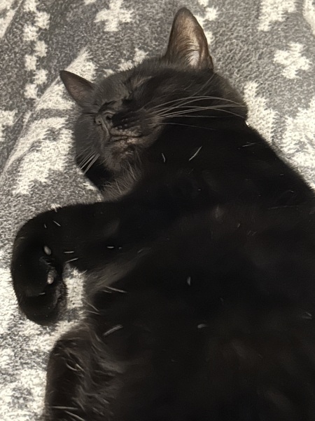 Thread 8 Starmer : Cat fur on new clothes