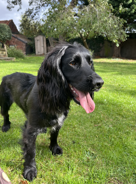 Puppy Survival Thread for New & Old Pups - Soon be Autumn 2024