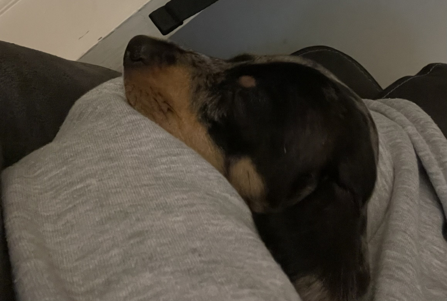 A photo of your dog right now