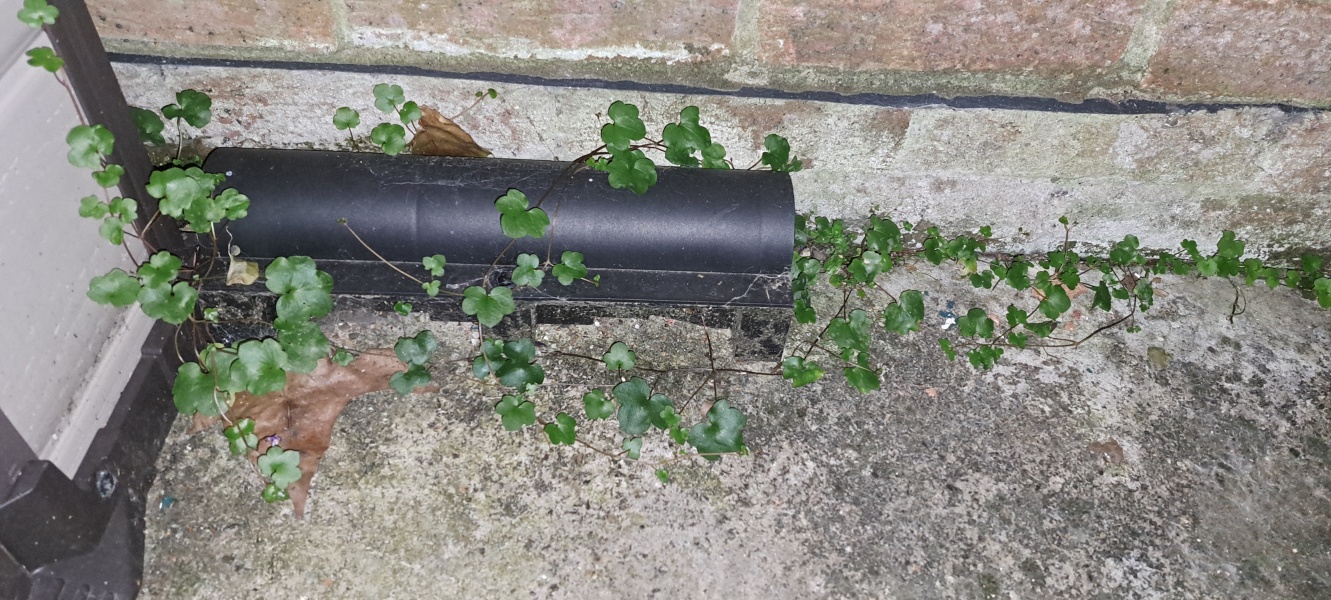 Les Bas Bleus, The Bluestocking...