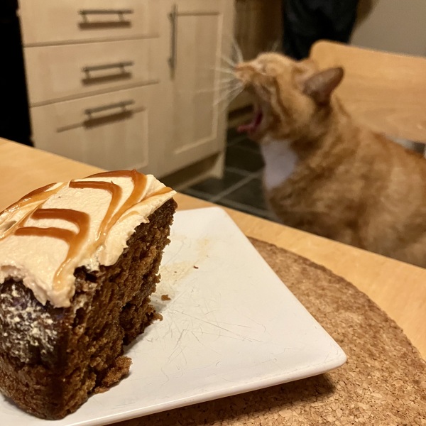 Passports, buckets and spades - the Excellent Cats go on their holidays