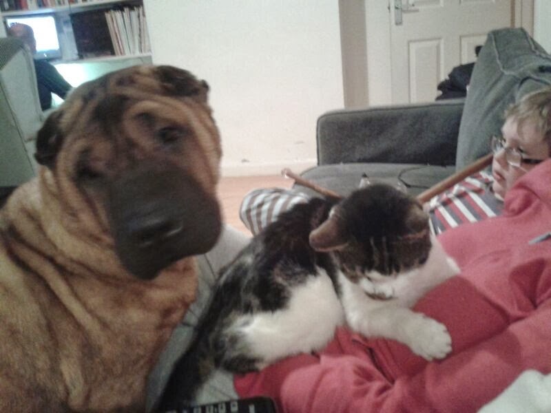 Thread 8 Starmer : Cat fur on new clothes