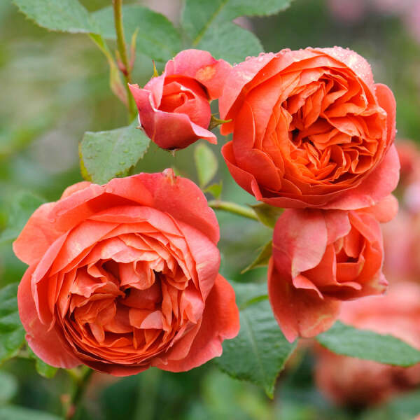 Which roses have you had the best luck with?