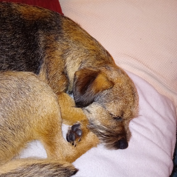 A photo of your dog right now