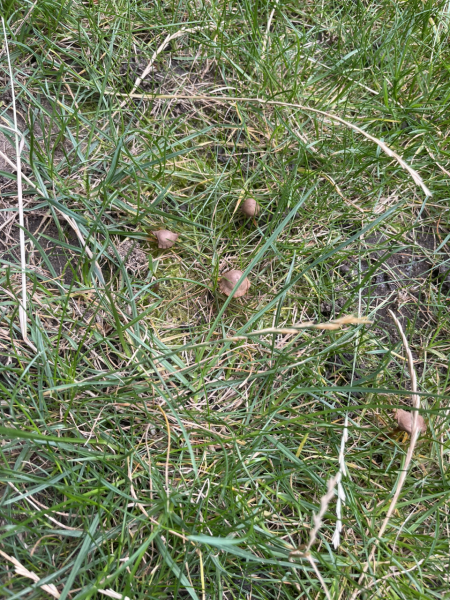 Mushrooms in the grass