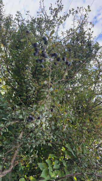 The Autumnal Christmas Chronicles Preamble thread