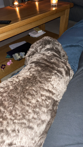 A photo of your dog right now