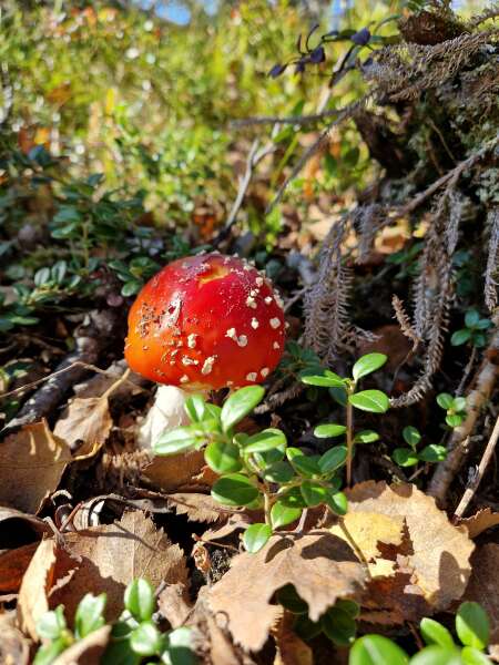 The Autumnal Christmas Chronicles Preamble thread