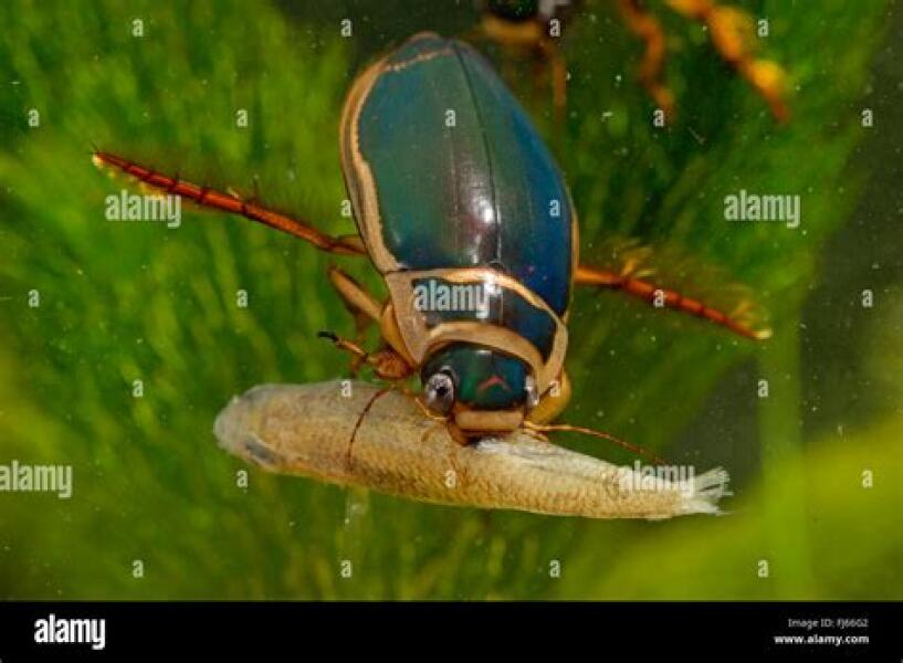 Bluestocking - the second leg