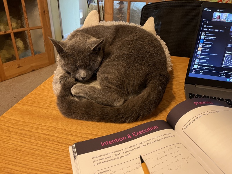 Flounders or Flouncers? The Excellent Cats continue their important debate