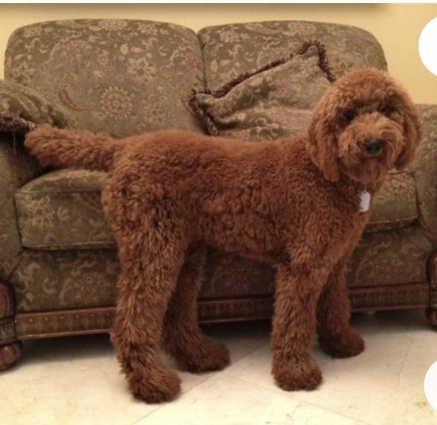 To not understand the obsession with ‘doodle’ breeds