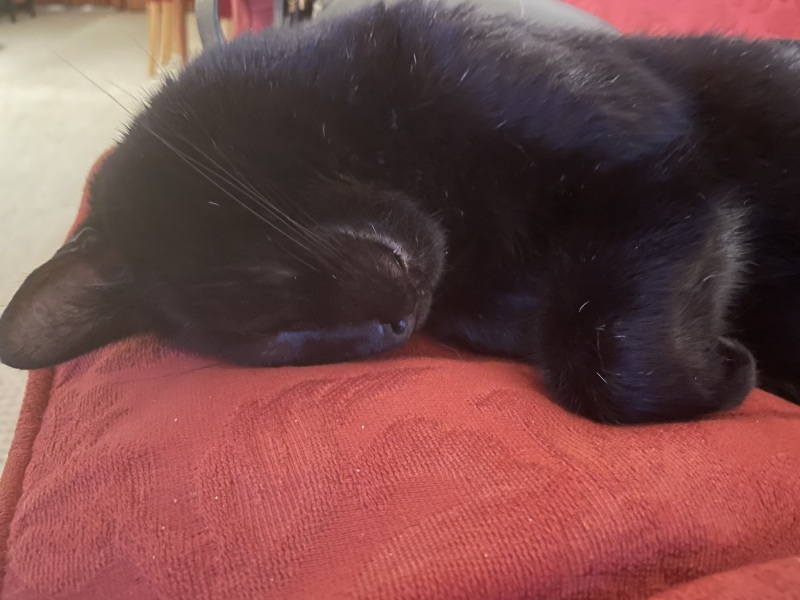 Thread 7 Starmer : Cats and Conferences