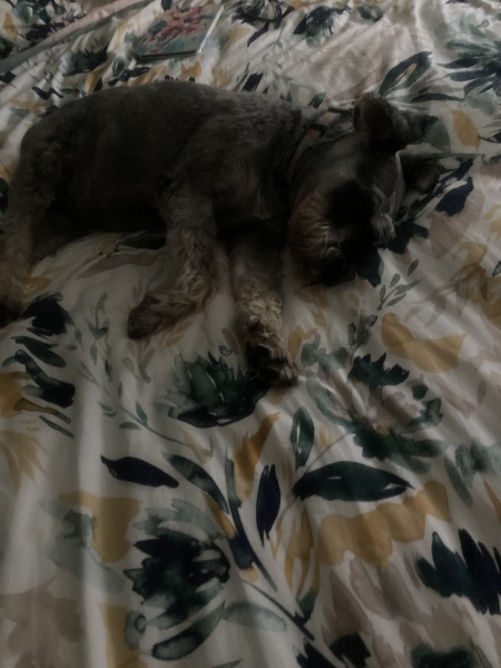 A photo of your dog right now