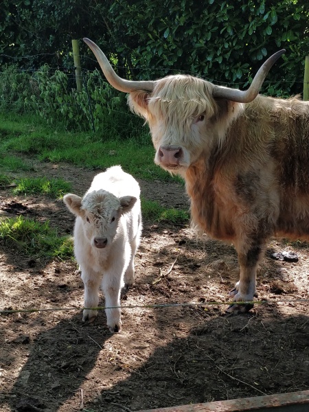 Thread 7 Starmer : Cats and Conferences