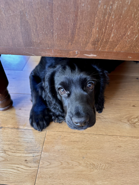 Puppy Survival Thread for New & Old Pups - Soon be Autumn 2024