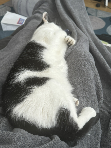 Passports, buckets and spades - the Excellent Cats go on their holidays