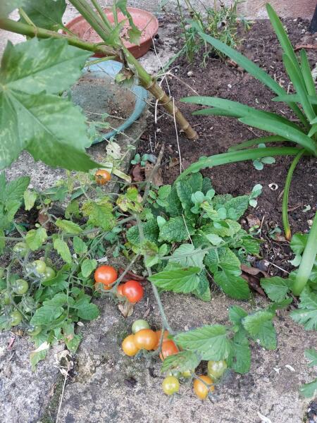 What have you done in the garden today? Part 6