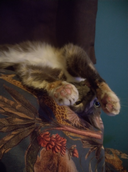 Passports, buckets and spades - the Excellent Cats go on their holidays