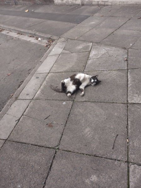 Passports, buckets and spades - the Excellent Cats go on their holidays