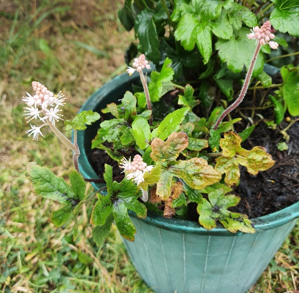 What have you done in the garden today? Part 5