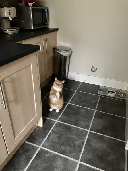 Flounders or Flouncers? The Excellent Cats continue their important debate