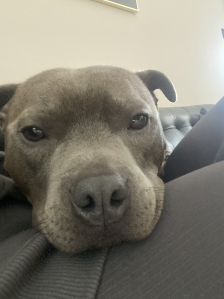A photo of your dog right now