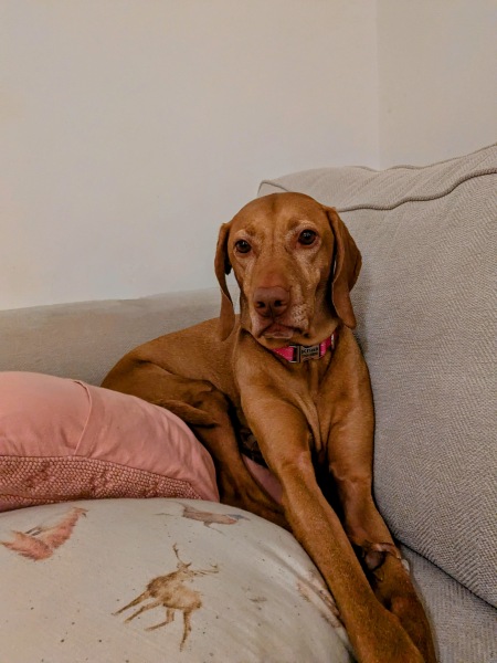 A photo of your dog right now